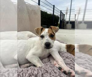American Pit Bull Terrier-Australian Cattle Dog Mix Dogs for adoption in Tracy, CA, USA