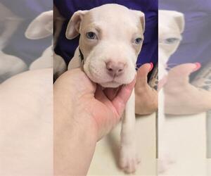 American Pit Bull Terrier Dogs for adoption in Conroe, TX, USA