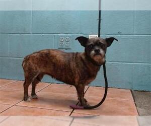 Mutt Dogs for adoption in Downey, CA, USA