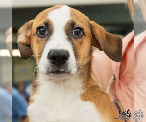 Retriever -Unknown Mix Dogs for adoption in Washington, DC, USA