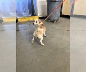 Chiweenie Dogs for adoption in Camarillo, CA, USA
