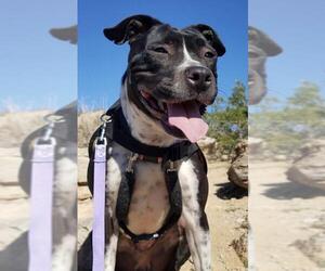 Medium Photo #1 American Pit Bull Terrier-Pointer Mix Puppy For Sale in Phoenix, AZ, USA