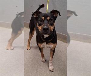 Rottweiler-Unknown Mix Dogs for adoption in Las Vegas, NV, USA