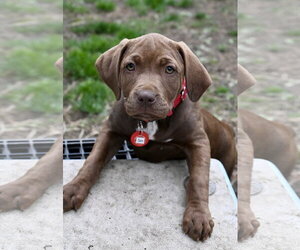 Mastiff-Unknown Mix Dogs for adoption in Wakefield, RI, USA