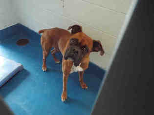 Boxer Dogs for adoption in Pearland, TX, USA