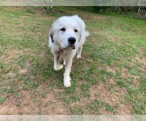 Great Pyrenees Dogs for adoption in Newnan, GA, USA