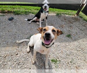 Jack Russell Terrier-Unknown Mix Dogs for adoption in Marble Falls, TX, USA