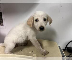 Labrador Retriever-Unknown Mix Dogs for adoption in Corona, CA, USA