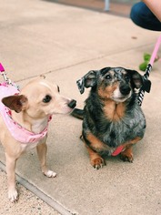 Small Dachshund