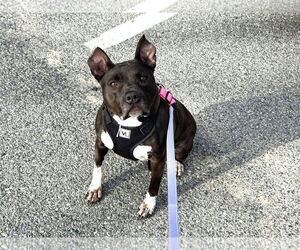 American Pit Bull Terrier-Unknown Mix Dogs for adoption in Millersville, MD, USA