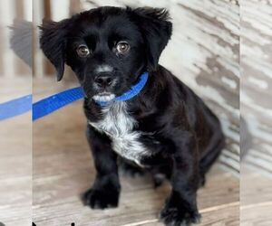 Border Collie-Unknown Mix Dogs for adoption in Carrollton, TX, USA