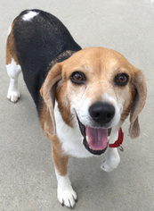 Medium Photo #1 Beagle Puppy For Sale in Shaftsbury, VT, USA