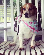 Beagle Dogs for adoption in Blakeslee, PA, USA