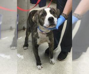 American Pit Bull Terrier-Unknown Mix Dogs for adoption in Riverside, CA, USA
