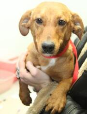 Bagle Hound Dogs for adoption in Bridgewater, NJ, USA