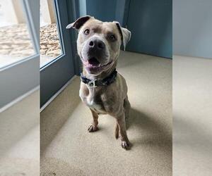 Mutt Dogs for adoption in Newton, NC, USA
