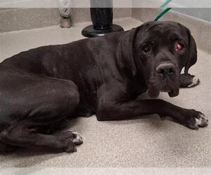 Mutt Dogs for adoption in Las Vegas, NV, USA