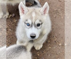 Siberian Husky Dogs for adoption in Winter, WI, USA