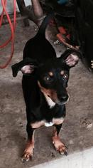 Doxie-Pin Dogs for adoption in Claremore, OK, USA