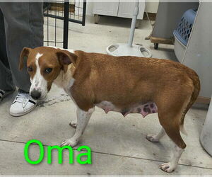 American Foxhound-Jack Russell Terrier Mix Dogs for adoption in Stover, MO, USA