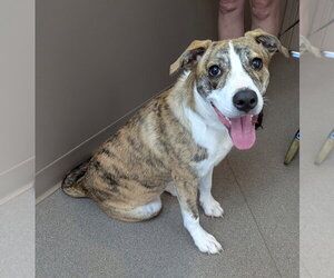 Mutt Dogs for adoption in La Porte, IN, USA