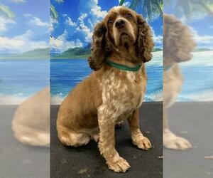 Cocker Spaniel Dogs for adoption in Westminster, MD, USA