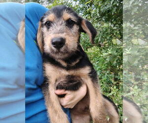 German Shepherd Dog-Unknown Mix Dogs for adoption in Sanford, FL, USA