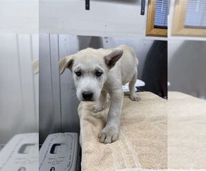 - Mix Dogs for adoption in Fairbanks, AK, USA