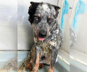 Mutt Dogs for adoption in Riverside, CA, USA