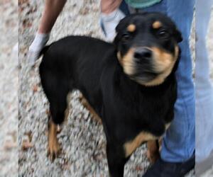 Rottweiler-Unknown Mix Dogs for adoption in Frenchburg, KY, USA