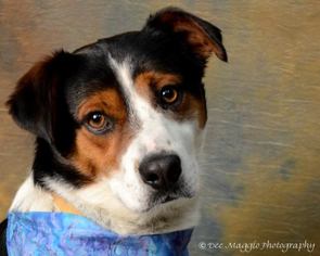 American Staffordshire Terrier Dogs for adoption in Fredericksburg, VA, USA