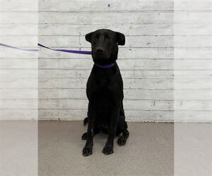 German Shepherd Dog-Unknown Mix Dogs for adoption in San Bernardino, CA, USA