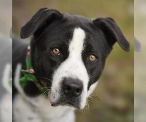 Labrador Retriever Dogs for adoption in Rosenberg, TX, USA