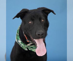 German Shepherd Dog Dogs for adoption in Pasadena, CA, USA