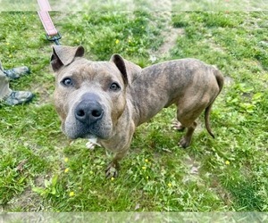 American Pit Bull Terrier-Unknown Mix Dogs for adoption in Millersville, MD, USA