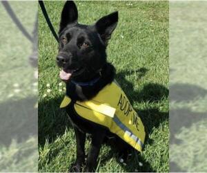German Shepherd Dog-Unknown Mix Dogs for adoption in Vallejo, CA, USA