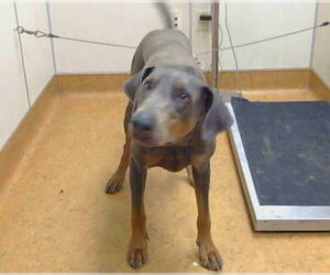 Doberman Pinscher Dogs for adoption in Sacramento, CA, USA