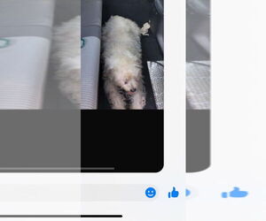 Maltese-Unknown Mix Dogs for adoption in Brewster, NY, USA