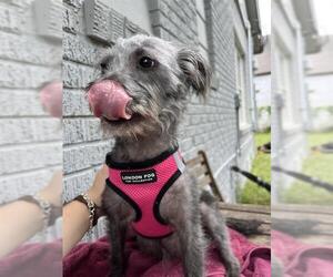 Mutt Dogs for adoption in San Antonio, TX, USA