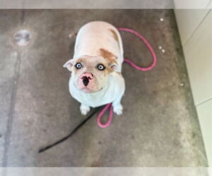 Australian Shepherd-Staffordshire Bull Terrier Mix Dogs for adoption in Tavares, FL, USA