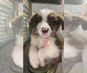 Australian Shepherd-Unknown Mix Dogs for adoption in SHERBURNE, NY, USA