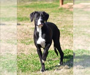 Mutt Dogs for adoption in Grovetown, GA, USA