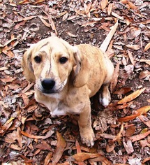 Medium Photo #1 Sheprador Puppy For Sale in Benton, AR, USA