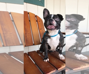 French Bulldog Dogs for adoption in vacaville, CA, USA