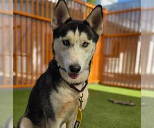 Siberian Husky-Unknown Mix Dogs for adoption in Las Vegas, NV, USA