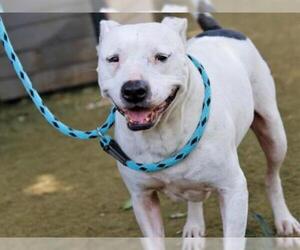 American Bulldog Dogs for adoption in Tallahassee, FL, USA