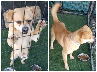 Puggle Dogs for adoption in San Pablo, CA, USA