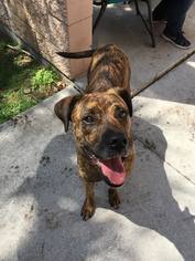Bullboxer Pit Dogs for adoption in Pompano Beach , FL, USA