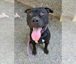 American Pit Bull Terrier Dogs for adoption in Woodland, CA, USA