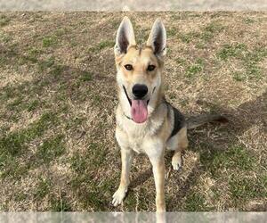 German Shepherd Dog-Unknown Mix Dogs for adoption in Grand Prairie, TX, USA